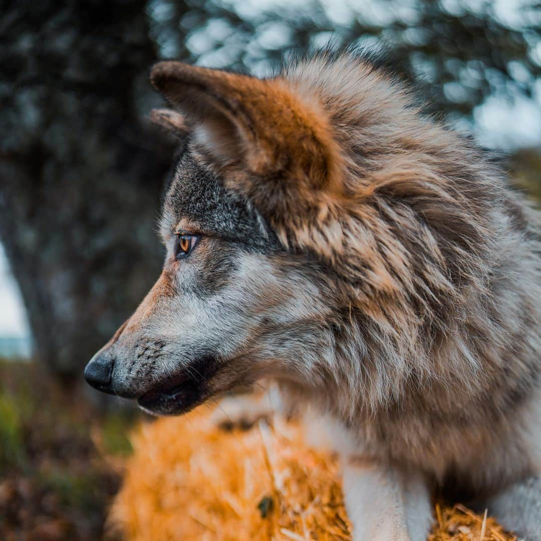 Rylaiさんのインスタグラム写真 - (RylaiInstagram)「Growing up Lucan! 🐺 . What a beautiful big Wolfie he is becoming..... Did you know that wolves are referred to as a Keystone Species?  So you may ask, what is a Keystone Species and does it have anything to do with that pipeline ;)  A Keystone Species is a species that has a very large impact on the ecosystem relative to their population numbers and play a critical@and essential role in maintaining the balance of the ecosystem. They can even dictate the numbers of other species within an area.  Without them, our ecosystem starts to fall apart and potentially even cease to exist.  So when I chant Save the Wolves, Save the World.... I literally mean that!!!  . We cannot allow these majestic and critical animals be killed for sport or killed because farmers/ranchers are unwilling to try the number of mitigation options to protect their livestock from wolves.  . This fight for the wolves and our belief in their importance in our ecosystem is why we have Ambassador Lucan... (you thought it was for the usually goofy photos).... Lucan is a part of our educational programs including our private encounters, field trips, school programs, and outreach in the local community.  He allows people to interact with a wolf ambassador to better understand them (he may pee on them too). Our programs are a little unique in that we have some really amazing Ambassador canids that can safely be pet and sometimes even snuggled!!!  . As an all volunteer non-profit we rely exclusively on donations through our programs, fundraisers, and events to fund our rescues (40 rescues last year), and caring for our animals. Lucan eats a lot and he usually destroys most of his toys!! We calculated it will cost about 10k to feed him per year.  As a small non-profit fighting for these amazing animals, we ask you to consider supporting us through direct donations, booking encounters, purchasing our merchandise, sponsoring our animals, or volunteering.  . We thank all of you for following us and supporting us as we grow as a center and impact more lives!  . Lucan got his first Sponsor yesterday 🙏🙏🙏 Sponsors are listed on our website!!  . Photo by @anabeldflux 🙏 . . #wolves #wolf #wolfdog #wolfdogs」2月3日 9時30分 - jabcecc