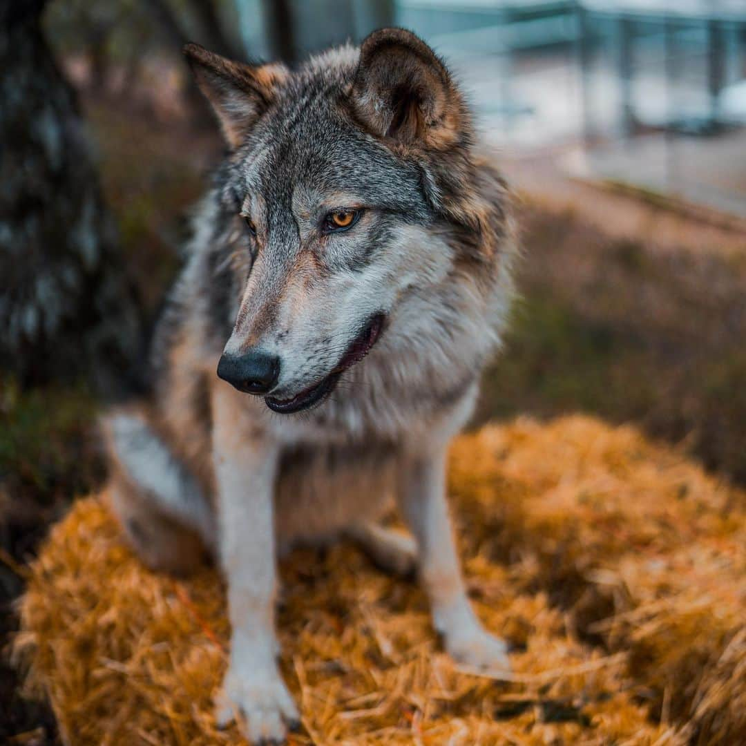 Rylaiさんのインスタグラム写真 - (RylaiInstagram)「Growing up Lucan! 🐺 . What a beautiful big Wolfie he is becoming..... Did you know that wolves are referred to as a Keystone Species?  So you may ask, what is a Keystone Species and does it have anything to do with that pipeline ;)  A Keystone Species is a species that has a very large impact on the ecosystem relative to their population numbers and play a critical@and essential role in maintaining the balance of the ecosystem. They can even dictate the numbers of other species within an area.  Without them, our ecosystem starts to fall apart and potentially even cease to exist.  So when I chant Save the Wolves, Save the World.... I literally mean that!!!  . We cannot allow these majestic and critical animals be killed for sport or killed because farmers/ranchers are unwilling to try the number of mitigation options to protect their livestock from wolves.  . This fight for the wolves and our belief in their importance in our ecosystem is why we have Ambassador Lucan... (you thought it was for the usually goofy photos).... Lucan is a part of our educational programs including our private encounters, field trips, school programs, and outreach in the local community.  He allows people to interact with a wolf ambassador to better understand them (he may pee on them too). Our programs are a little unique in that we have some really amazing Ambassador canids that can safely be pet and sometimes even snuggled!!!  . As an all volunteer non-profit we rely exclusively on donations through our programs, fundraisers, and events to fund our rescues (40 rescues last year), and caring for our animals. Lucan eats a lot and he usually destroys most of his toys!! We calculated it will cost about 10k to feed him per year.  As a small non-profit fighting for these amazing animals, we ask you to consider supporting us through direct donations, booking encounters, purchasing our merchandise, sponsoring our animals, or volunteering.  . We thank all of you for following us and supporting us as we grow as a center and impact more lives!  . Lucan got his first Sponsor yesterday 🙏🙏🙏 Sponsors are listed on our website!!  . Photo by @anabeldflux 🙏 . . #wolves #wolf #wolfdog #wolfdogs」2月3日 9時30分 - jabcecc