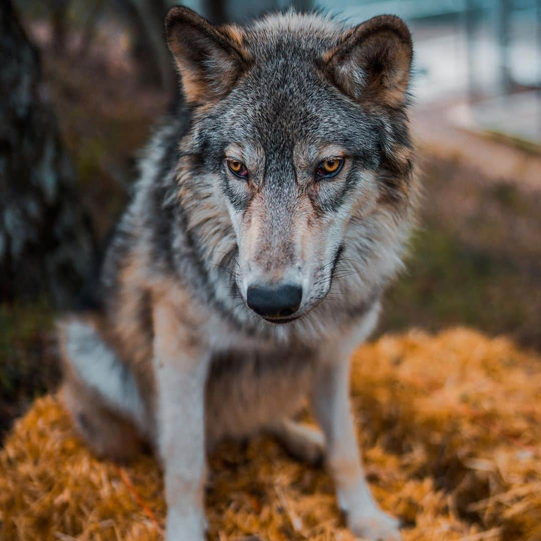 Rylaiさんのインスタグラム写真 - (RylaiInstagram)「Growing up Lucan! 🐺 . What a beautiful big Wolfie he is becoming..... Did you know that wolves are referred to as a Keystone Species?  So you may ask, what is a Keystone Species and does it have anything to do with that pipeline ;)  A Keystone Species is a species that has a very large impact on the ecosystem relative to their population numbers and play a critical@and essential role in maintaining the balance of the ecosystem. They can even dictate the numbers of other species within an area.  Without them, our ecosystem starts to fall apart and potentially even cease to exist.  So when I chant Save the Wolves, Save the World.... I literally mean that!!!  . We cannot allow these majestic and critical animals be killed for sport or killed because farmers/ranchers are unwilling to try the number of mitigation options to protect their livestock from wolves.  . This fight for the wolves and our belief in their importance in our ecosystem is why we have Ambassador Lucan... (you thought it was for the usually goofy photos).... Lucan is a part of our educational programs including our private encounters, field trips, school programs, and outreach in the local community.  He allows people to interact with a wolf ambassador to better understand them (he may pee on them too). Our programs are a little unique in that we have some really amazing Ambassador canids that can safely be pet and sometimes even snuggled!!!  . As an all volunteer non-profit we rely exclusively on donations through our programs, fundraisers, and events to fund our rescues (40 rescues last year), and caring for our animals. Lucan eats a lot and he usually destroys most of his toys!! We calculated it will cost about 10k to feed him per year.  As a small non-profit fighting for these amazing animals, we ask you to consider supporting us through direct donations, booking encounters, purchasing our merchandise, sponsoring our animals, or volunteering.  . We thank all of you for following us and supporting us as we grow as a center and impact more lives!  . Lucan got his first Sponsor yesterday 🙏🙏🙏 Sponsors are listed on our website!!  . Photo by @anabeldflux 🙏 . . #wolves #wolf #wolfdog #wolfdogs」2月3日 9時30分 - jabcecc