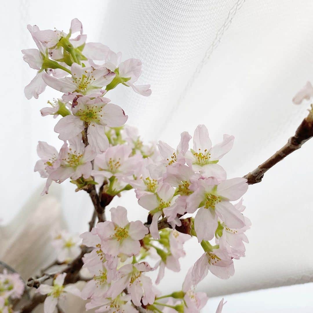 大原優乃さんのインスタグラム写真 - (大原優乃Instagram)「生けている桜が満開になりました🌸 この春は、お花見にもなかなか行けないし お家で色んな品種の桜を生けてみようかなぁと計画中♡」2月3日 9時33分 - yuno_ohara
