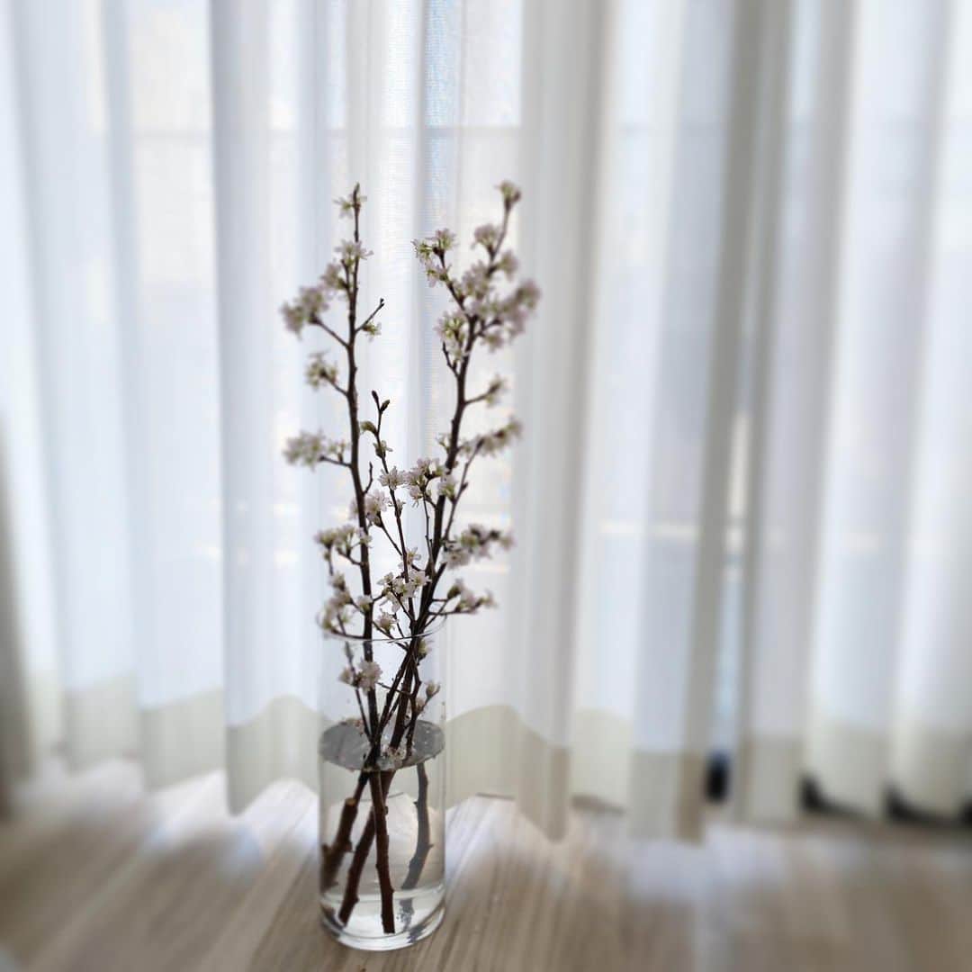 大原優乃さんのインスタグラム写真 - (大原優乃Instagram)「生けている桜が満開になりました🌸 この春は、お花見にもなかなか行けないし お家で色んな品種の桜を生けてみようかなぁと計画中♡」2月3日 9時33分 - yuno_ohara