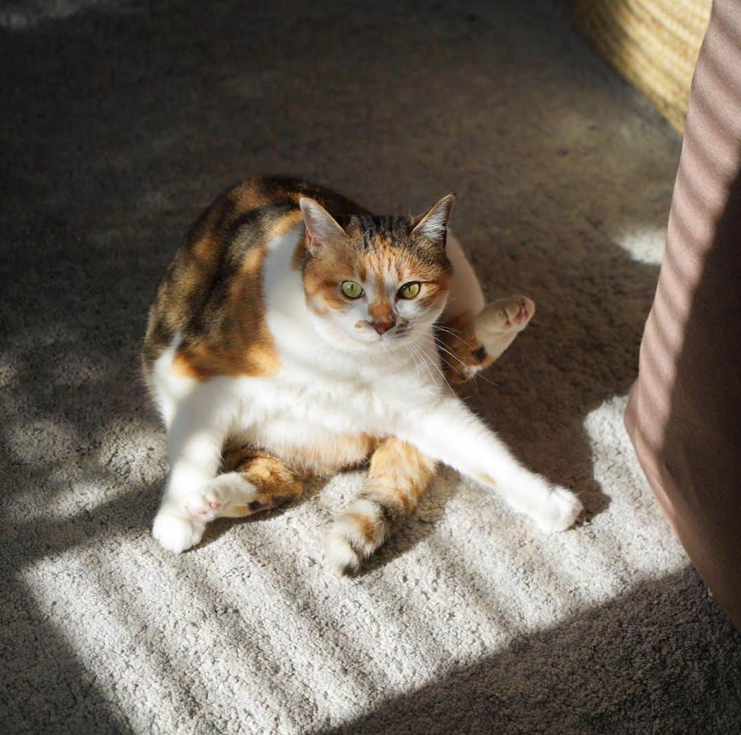 山田稔明さんのインスタグラム写真 - (山田稔明Instagram)「おはよ。表情ゆたかすぎチミ猫。 #ポチ実 #三毛猫」2月3日 9時37分 - toshiakiyamada
