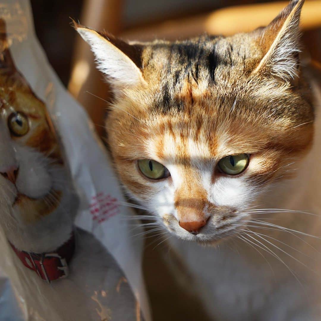 山田稔明さんのインスタグラム写真 - (山田稔明Instagram)「おはよ。表情ゆたかすぎチミ猫。 #ポチ実 #三毛猫」2月3日 9時37分 - toshiakiyamada