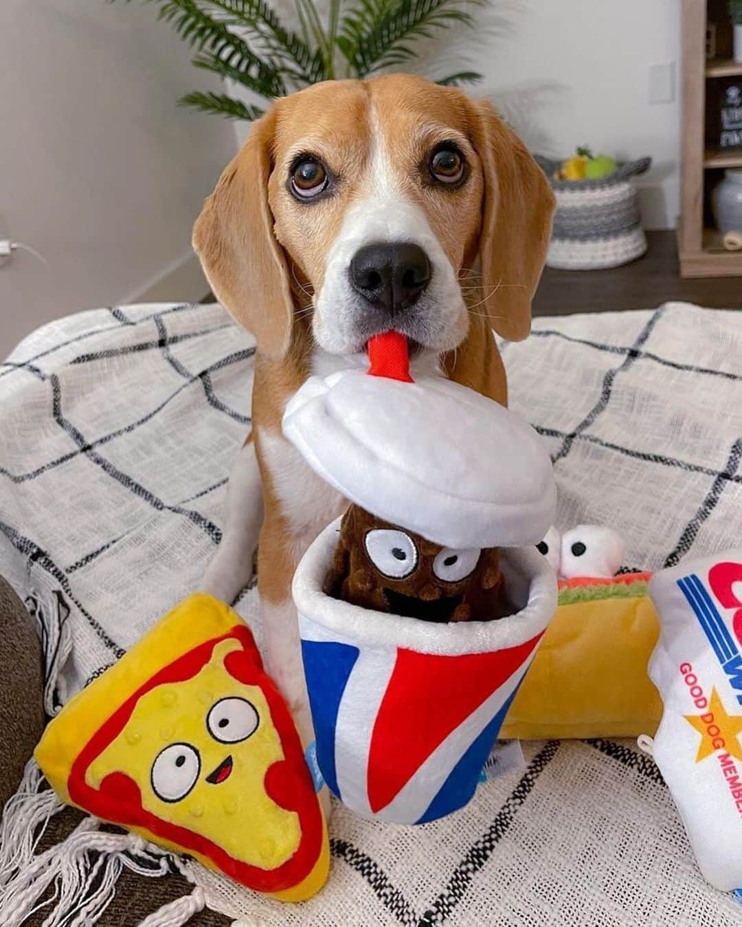 BarkBoxさんのインスタグラム写真 - (BarkBoxInstagram)「The @COSTCO COLLECTION IS BACK but now IT'S EVERYWHERE! including online 😘 Y'ALL YELLED WHEN ONLY THE MIDWEST PEEPS GOT EM, AND WE HEARD YA!⁠⁠ ⁠⁠ Pics feaurting:⁠⁠ @beagleboy_juno  @teddytheturkeydog  @nellie_thegoldendoodle」2月3日 9時38分 - barkbox