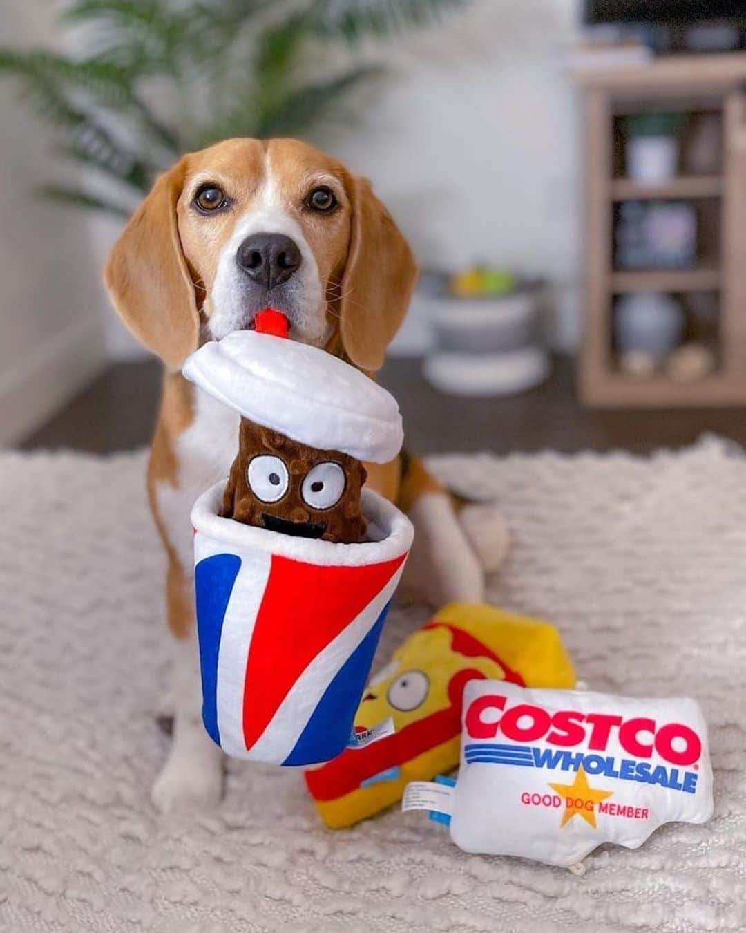 BarkBoxさんのインスタグラム写真 - (BarkBoxInstagram)「The @COSTCO COLLECTION IS BACK but now IT'S EVERYWHERE! including online 😘 Y'ALL YELLED WHEN ONLY THE MIDWEST PEEPS GOT EM, AND WE HEARD YA!⁠⁠ ⁠⁠ Pics feaurting:⁠⁠ @beagleboy_juno  @teddytheturkeydog  @nellie_thegoldendoodle」2月3日 9時38分 - barkbox