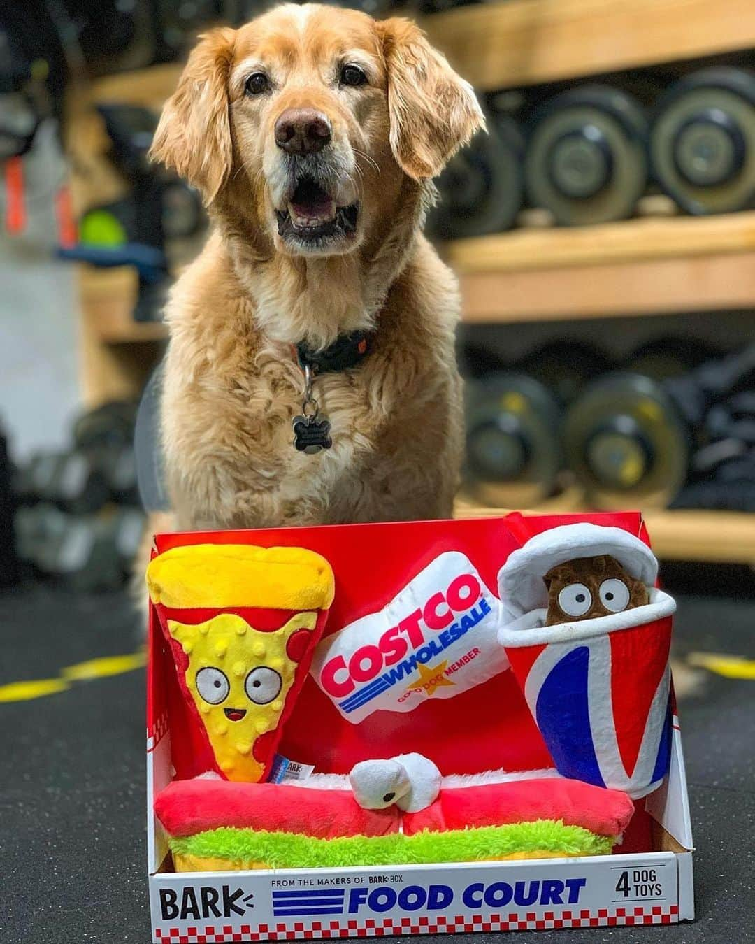 BarkBoxさんのインスタグラム写真 - (BarkBoxInstagram)「The @COSTCO COLLECTION IS BACK but now IT'S EVERYWHERE! including online 😘 Y'ALL YELLED WHEN ONLY THE MIDWEST PEEPS GOT EM, AND WE HEARD YA!⁠⁠ ⁠⁠ Pics feaurting:⁠⁠ @beagleboy_juno  @teddytheturkeydog  @nellie_thegoldendoodle」2月3日 9時38分 - barkbox