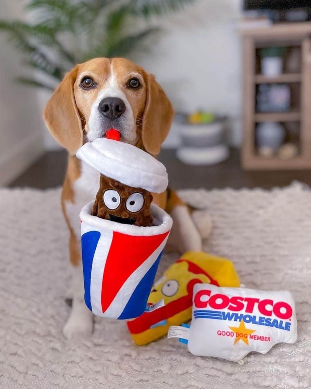 BarkBoxのインスタグラム：「The @COSTCO COLLECTION IS BACK but now IT'S EVERYWHERE! including online 😘 Y'ALL YELLED WHEN ONLY THE MIDWEST PEEPS GOT EM, AND WE HEARD YA!⁠⁠ ⁠⁠ Pics feaurting:⁠⁠ @beagleboy_juno  @teddytheturkeydog  @nellie_thegoldendoodle」