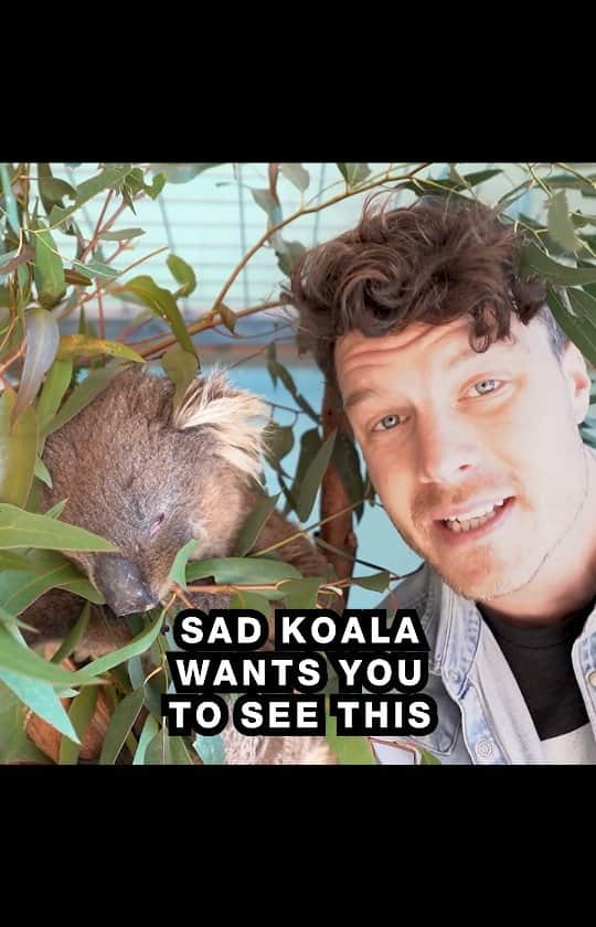 アラン・ディクソンのインスタグラム：「I'm out here trying to save the koalas 🐨 All you have to do is watch it, and use your voice to call the people who can decide the koalas future. Tell them how you feel about the proposal and why destroying wildlife habitat would be horrible.  This land up for develipment is Eugene St and Springfield in Ipswich, just outside of Brisbane in Queensland Australia. The deveoplers want to clear 66 hectares of wildlife habitat to build 812 new homes. It would be devistating for wildlife.  Read more details about the proposal here: https://www.brisbanetimes.com.au/politics/queensland/sixty-six-hectares-of-seq-koala-habitat-could-be-cleared-under-scheme-20200821-p55o04.html  🐨 YOUR ACTION: 📞 Call and tell them you're concerned about the wildlife or send them an email. Publicly listed contact Information:  Mayor Teresa Phone: +61 7 3810 6011 mayor@ipswich.qld.gov.au  Counciler Paul Ph: +61 7 3810 8192 paul.tully@ipswich.qld.gov.au  Counciler Nicole Ph: +61 7 3810 8193 nicole.jonic@ipswich.qld.gov.au  The koalas and habitat can be saved with the power of your voice, so use it to help us!」