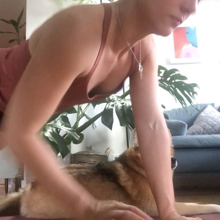 マディソン・ハベルのインスタグラム：「Hey, let’s do yoga together this Saturday at 12 pm ET... furry friend optional!   Thank you to everyone who gave me feedback, and upon request, I will be teaching a slow-paced class accessible for all levels of yoga experience.  Message me for registration details, and I hope to see you there. 🧘‍♀️」