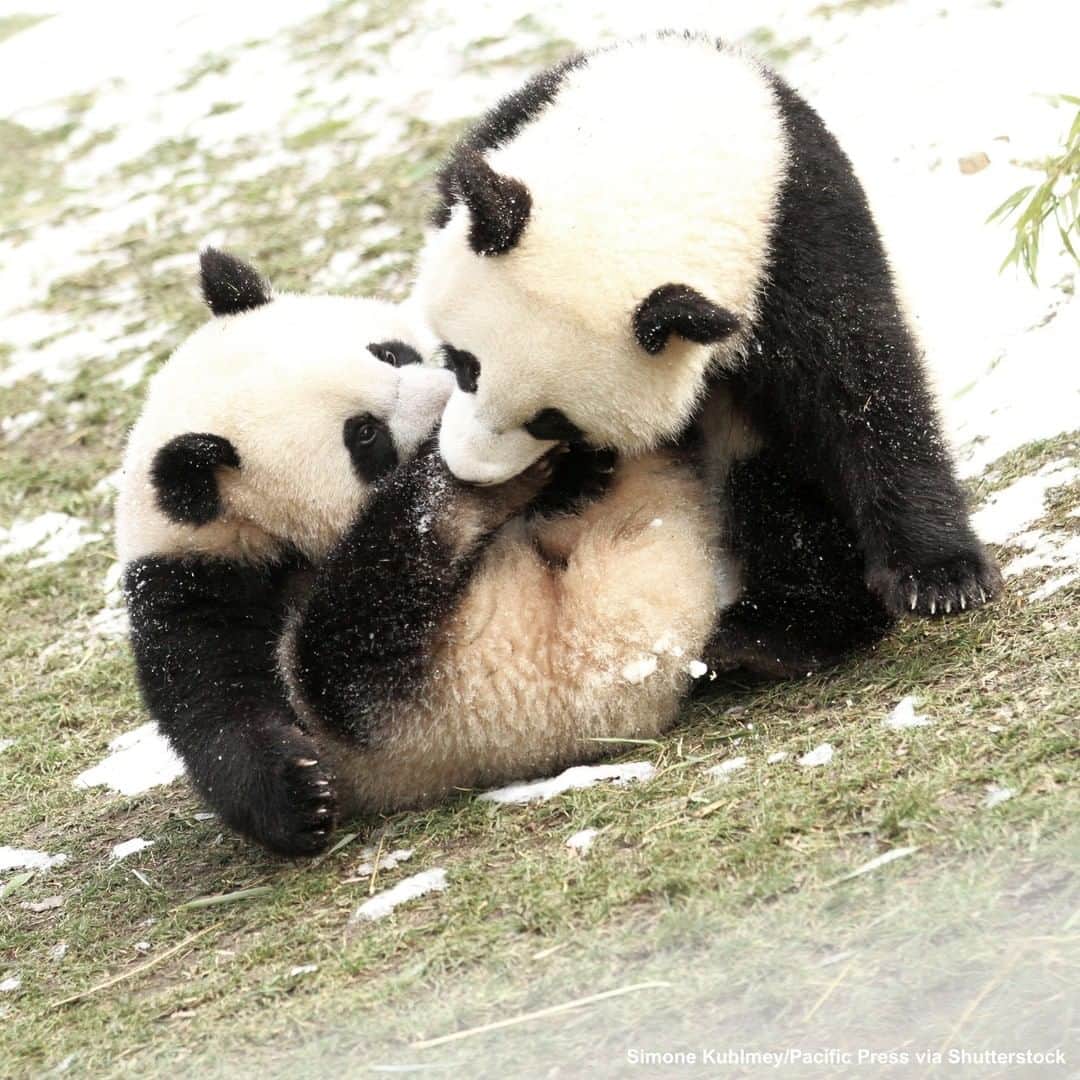 ABC Newsさんのインスタグラム写真 - (ABC NewsInstagram)「Try to enjoy the snow as much as these twin panda cubs in Berlin. #pandas #pandacubs #berlin #zooberlin #snow」2月3日 10時00分 - abcnews