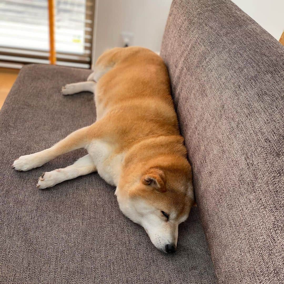 マル子さんのインスタグラム写真 - (マル子Instagram)「#寝てる犬  #その横で編み物 #サイコーな午前中 #マル子」2月3日 10時33分 - tomikago