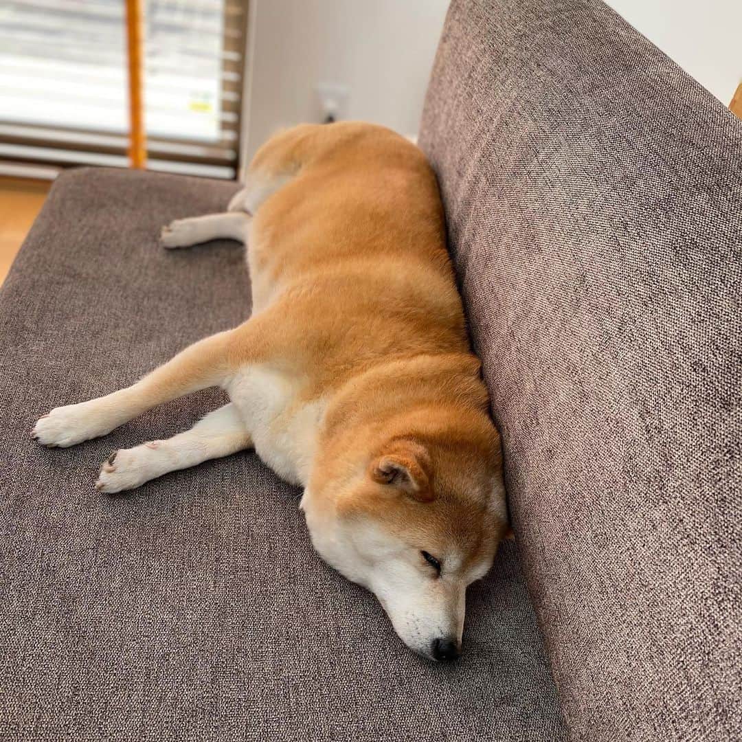 マル子のインスタグラム：「#寝てる犬  #その横で編み物 #サイコーな午前中 #マル子」