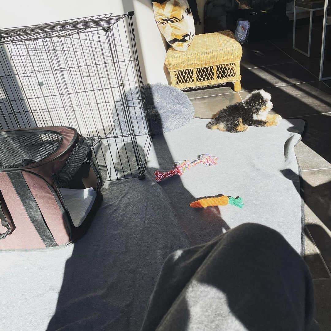 高橋幸宏さんのインスタグラム写真 - (高橋幸宏Instagram)「今朝のパスキャル、延々と動画。 #pascal  #パスキャル #puppy  #ミニプー  ＃三毛犬」2月3日 10時25分 - room66_yukihiro
