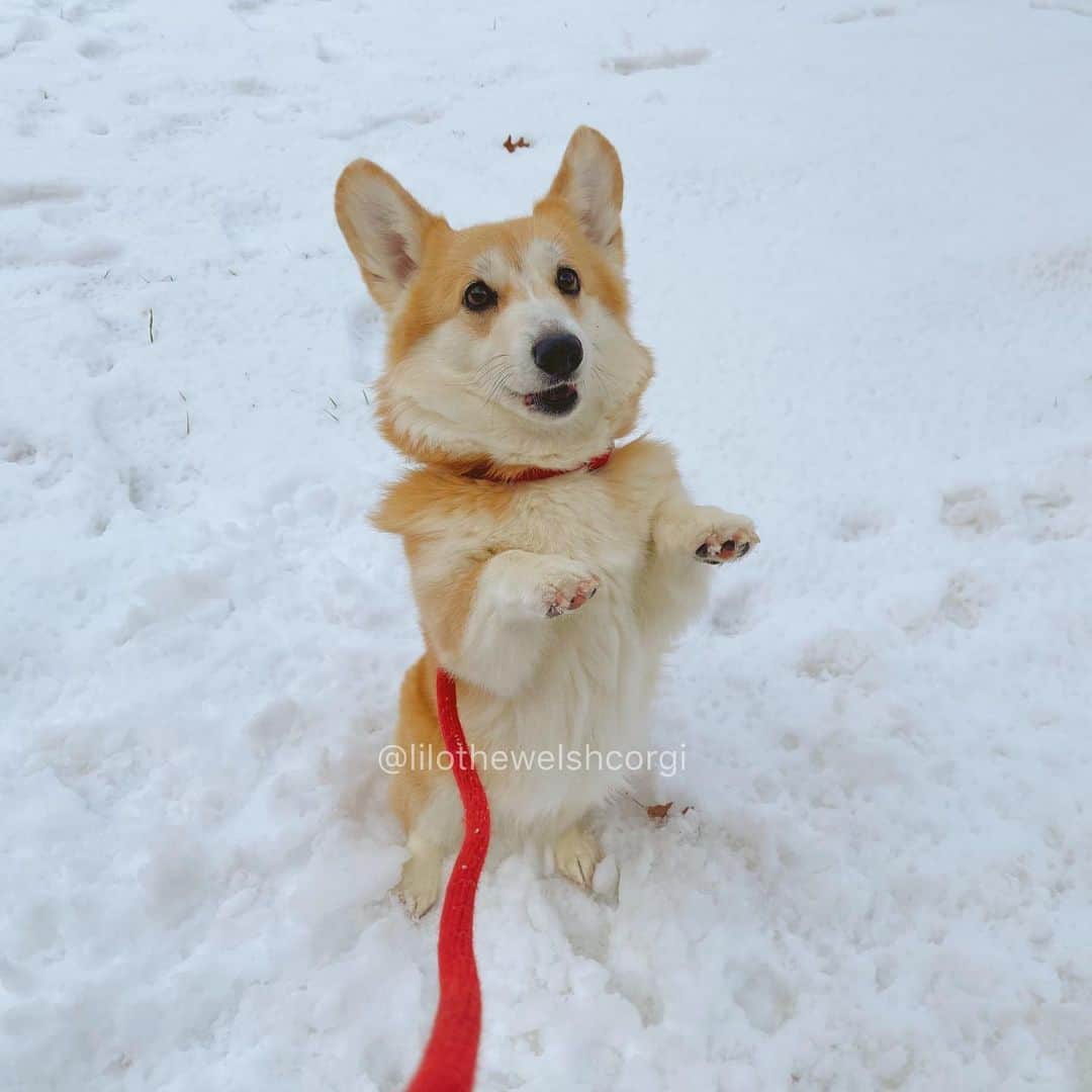 Liloのインスタグラム：「It’s cold my paws are wet」