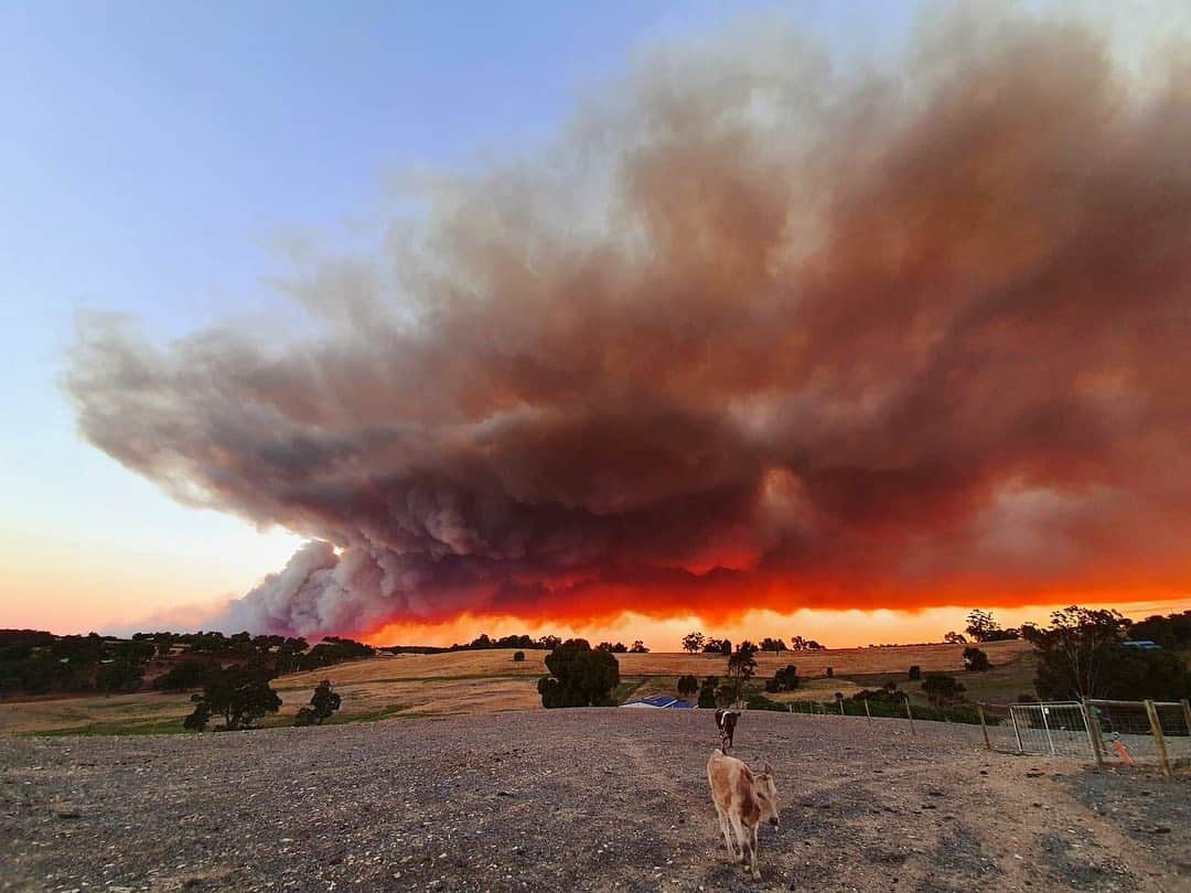 のインスタグラム：「Sending prayers and love to all those affected by the bushfires in Perth right now 😢   I’ve added a link in my bio please donate if you can 🙏 So many people are displaced and have lost their homes during such a challenging week while Perth went into lockdown after 10 months of no community transmission of #covid 💔  Sending out a massive thank you and deepest gratitude to all the emergency workers and firies @dfes_wa working day and night. It’s been so wonderful to witness the outpouring of generosity and community spirit during these emergencies as so many are offering help. I have so much hope and faith that no matter what happens WA, we have totally got this, and will come out stronger than ever 🙏❤️  Details to donate to animal sanctuaries/rescue @happyhoovesfarmsanctuary @abetterlifeanimalsanctuary @possumvalleyanimalsanctuary  @nativeanimalrescueau @nativearcinc are in stories and DONATE highlights 🙏❤️  Donate direct to families affected by the fires here https://au.gofundme.com/c/act/perth-bushfires - link is in stories and DONATE highlights   Images via @abcperth Rachael Harpley @dfes_wa Evan Collis @happyhoovesfarmsanctuary @littlehill_photography  #perthhills #wooroloofire #bushfire #perthbushfire #perthfire #perthisok #australia #westernaustralia #loveandgratitude #prayers #sendprayers #perthhills #perthhillsfire #lovemyhome #sendinglove」