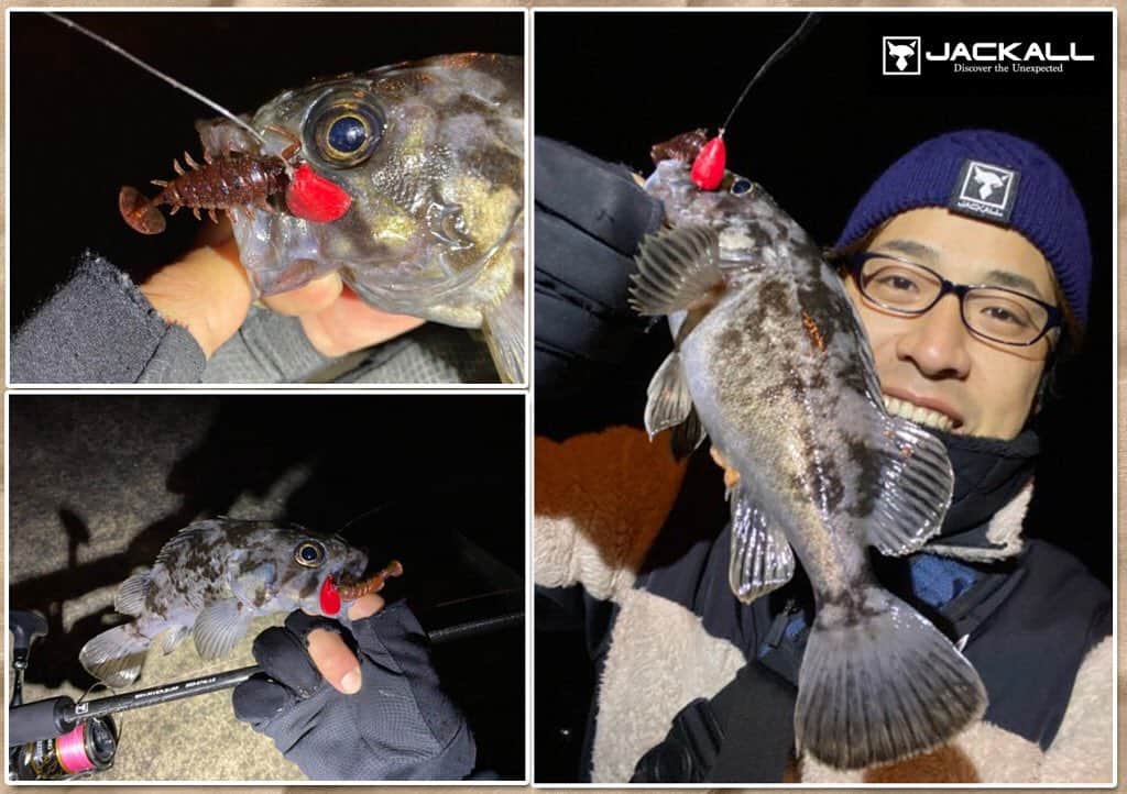 のインスタグラム：「【寒～い冬に癒やしの釣り】ビギナー必見！ジャッカル一宮 安幸が「ライトロックゲーム」の基本をご紹介  #JACKALL #ジャッカル #ジャッカルソルト #一宮安幸 #ライトロックゲーム #基本 #ルアーニュース」