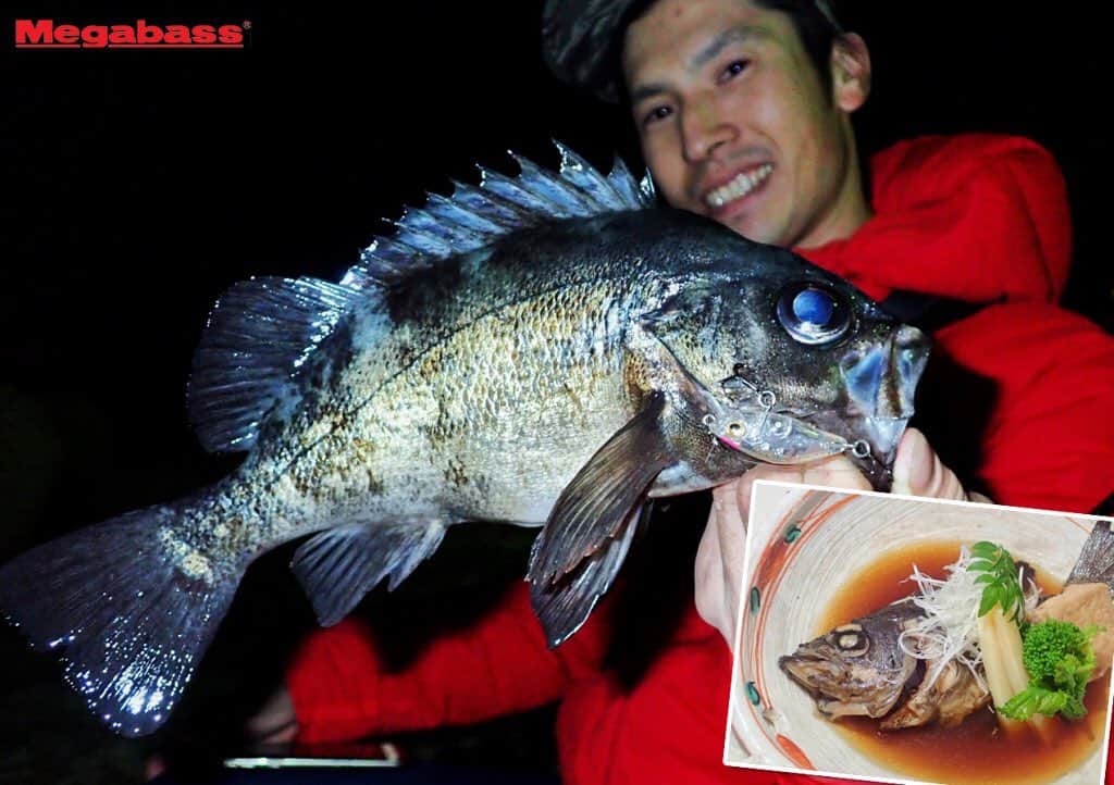 のインスタグラム：「【本職は料理人！】メガバス福嶋 信悟が紹介するメバリングにオススメのNew礁楽アイテム&メバル煮付けの美味しい作り方  #メガバス #MEGABASS #福嶋信悟 #メバリング #礁楽 #ビーグル #ルアーニュース」