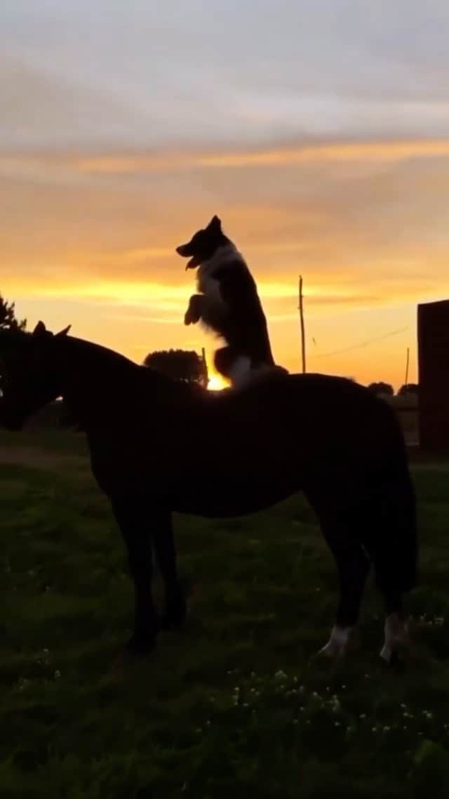 DogsOf Instagramのインスタグラム：「Here comes the Trick of the Week! We’re giving this dynamic duo 10/10 👏🐎🐕☀️   🎥: @muycanino_   #dogsofinstagram #trickoftheweek #TOTW #tuesdaytricks #dogsandhorses #horsesanddogs」