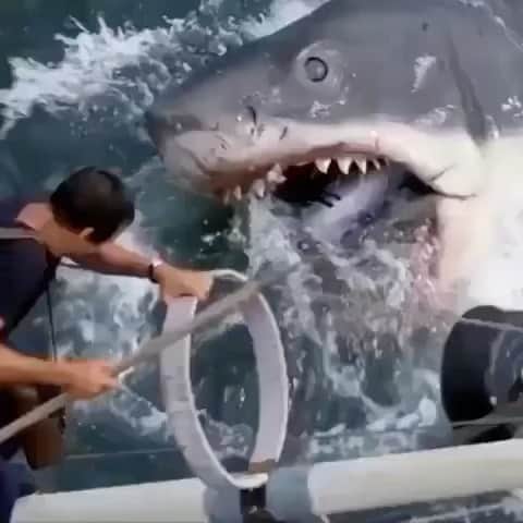 WildLifeのインスタグラム：「@discoversharks 🦈 The amazing size and power of the great white shark! 🦈💙 . Tag someone that needs to see this 💥 . Follow @sharksacc for more! 🌊 . 🎥 DM for credit/removal  . . . #shark #sharks #ilovesharks #lovesharks #sharklove #sharklover #sharklovers #sharktank #sharkcagediving #sharktooth #sharkteeth #sharkconservation #jaws #cagediving #underwater #underwaterworld #underwaterlife #underwaterpic #underwater pics #underwaterphoto #ocean #oceans #oceanview #oceanphotography #sea #sealife #seacreature #seacreatures #underwaterphotography」