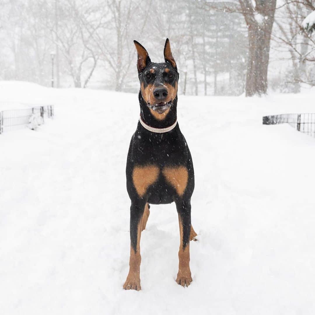 The Dogistさんのインスタグラム写真 - (The DogistInstagram)「Coco, Doberman Pinscher (3 y/o), Central Park, New York, NY • “She’s crazy and wild, like her owner. Out of control. They say Dobermans can’t take the cold, but she seems fine. I love her – she’s my drug.” @cocothedobermanpinscher」2月3日 2時55分 - thedogist