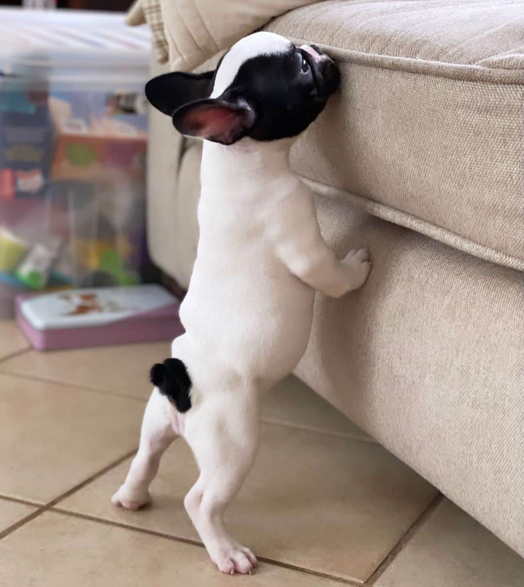 Regeneratti&Oliveira Kennelのインスタグラム：「Such a little nugget ❤️」