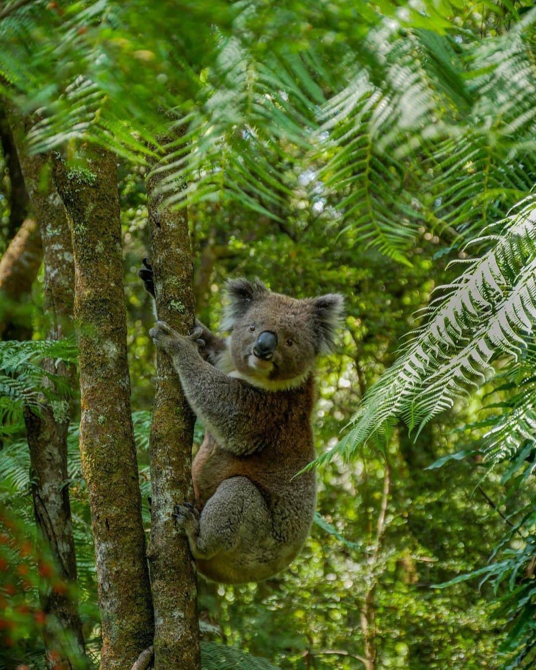 Australiaさんのインスタグラム写真 - (AustraliaInstagram)「Oh hi there, Tarzan! We almost didn’t recognise you with all that fur! 😂🌴 @dennyshappyplace captured this cutie hanging out in the #GreatOtwaysNationalPark in #Victoria. Surrounded by lush rainforest, this popular nature reserve is only a three-hour drive from @visitmelbourne along the @visitgreatoceanroad, making it a perfect weekend escape for those looking to switch off and reconnect with nature. We recommend joining a guided walking tour with @wildlifewondersaus, before stopping by the @otwaysdistillery for a delicious glass of Forrest Gin made from local #Otways produce and native botanicals. 🍸 #seeaustralia #visitmelbourne #visitvictoria #koala #visitgreatoceanroad #holidayherethisyear」2月3日 4時00分 - australia