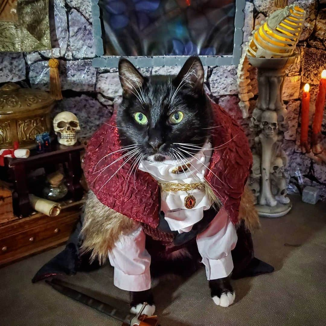 猫コスプレさんのインスタグラム写真 - (猫コスプレInstagram)「"Look deep into my eyes... You will go to the kitchen... and open the cans of tuna."  #Vampire #CountChonkula . . . . . . . #catcosplay #cosplay #cosplayer #cat #catcostume #catsinclothes #catsofinstagram #catstagram #petclothes #PetCostume #vampirecostume #countdracula #countstrahd」2月3日 4時21分 - cat_cosplay