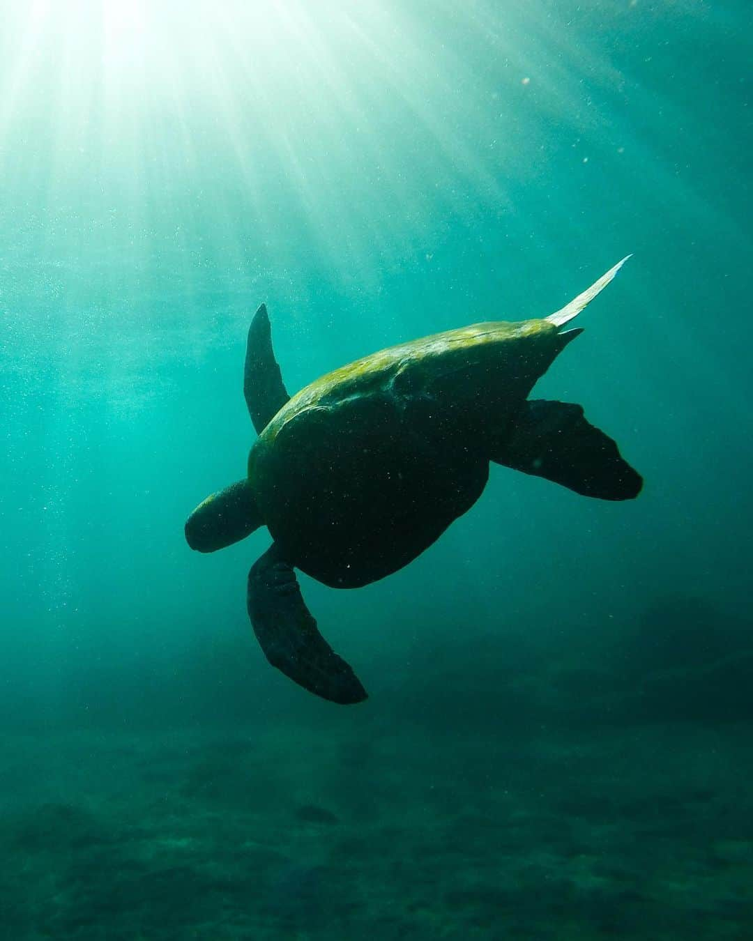 National Geographic Travelさんのインスタグラム写真 - (National Geographic TravelInstagram)「Photos by @jonathankingston / Can you guess what made this track in the sandy and volcanic landscape of the Galápagos Islands? It was left by an animal that has the ability to swim over 1,600 miles (2,575 kilometers) to return to the exact same beach where it hatched. The Pacific green sea turtle enjoys a protected nesting site in Ecuador’s Galápagos National Park, but unfortunately it is a threatened species worldwide due to habitat loss and drowning deaths in fishing nets.  In the first frame, you can see from the tractor-like flipper marks that the turtle has a fairly inelegant and labored gait on land.  But what it lacks in grace above the water it makes up for in the water. I love how the turtle's flippers reach to the sky like a bird about to take flight in the second frame. The final image captures this underwater “flight” in all its grace.  Follow @jonathankingston for images and photo tips from assignments around the world. #galapagos #turtle #pacificocean #greenseaturtle #cheloniamydas」2月3日 4時43分 - natgeotravel