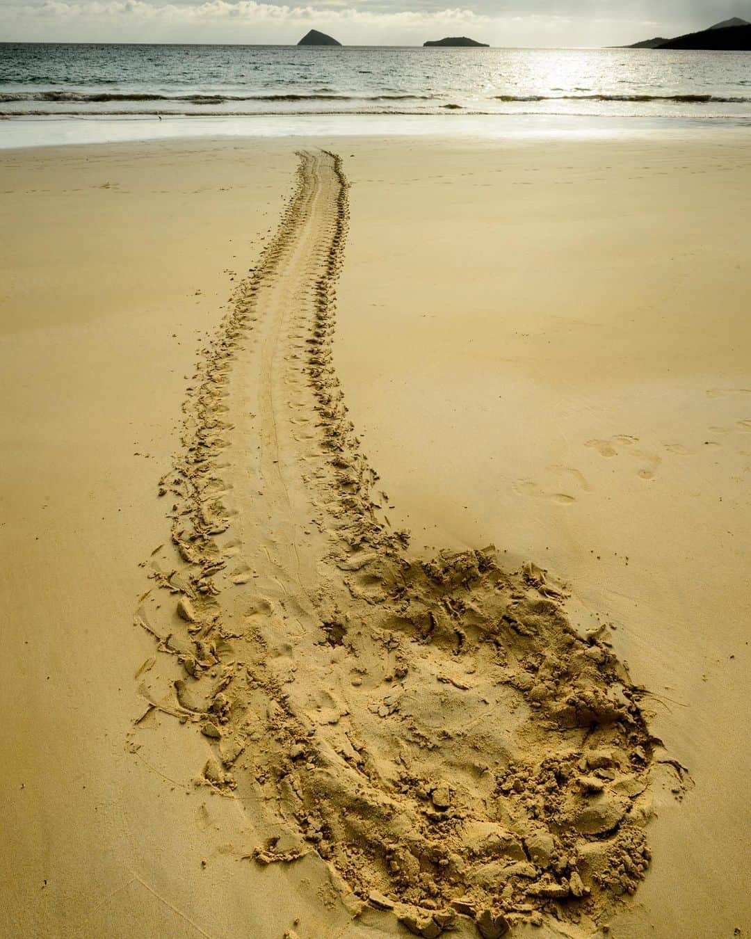 National Geographic Travelさんのインスタグラム写真 - (National Geographic TravelInstagram)「Photos by @jonathankingston / Can you guess what made this track in the sandy and volcanic landscape of the Galápagos Islands? It was left by an animal that has the ability to swim over 1,600 miles (2,575 kilometers) to return to the exact same beach where it hatched. The Pacific green sea turtle enjoys a protected nesting site in Ecuador’s Galápagos National Park, but unfortunately it is a threatened species worldwide due to habitat loss and drowning deaths in fishing nets.  In the first frame, you can see from the tractor-like flipper marks that the turtle has a fairly inelegant and labored gait on land.  But what it lacks in grace above the water it makes up for in the water. I love how the turtle's flippers reach to the sky like a bird about to take flight in the second frame. The final image captures this underwater “flight” in all its grace.  Follow @jonathankingston for images and photo tips from assignments around the world. #galapagos #turtle #pacificocean #greenseaturtle #cheloniamydas」2月3日 4時43分 - natgeotravel