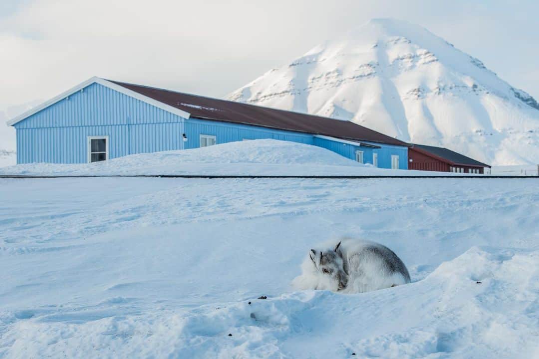 ナショナルジオグラフィックさんのインスタグラム写真 - (ナショナルジオグラフィックInstagram)「Photos by @estherhorvath / The Svalbard reindeer rests in the town of Ny-Ålesund in Norway's Svalbard archipelago. The Svalbard reindeer is the northernmost subspecies of reindeer,  found only in the region. Nearly extinct in the early 1900s due to heavy hunting, the reindeer gained protected status in 1925. One the main challenges for these reindeer is the lack of food when ice locks them out of pastures–caused by rain falling on snow in winter and freezing over. I witnessed this myself when I visited Ny-Alesund.  Please follow @estherhorvath for more polar stories.」2月3日 4時42分 - natgeo