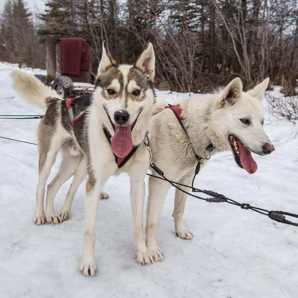 ジュリアナ・デヴァーさんのインスタグラム写真 - (ジュリアナ・デヴァーInstagram)「All this crazy snow in North America right now reminds me of my visit to the tundra.  DYK I’m a “certified” dog sledder (pic 4)? Thanks to Dave Daley over at @teamwapusk in Churchill, Manitoba!  Still probably only certified to PET sled dogs, but I’m OK with that.  If I lived in a winter wonderland, dogsledding would probably be my preferred mode of travel 👍🏼🐶. . If you ever make it to Churchill to see The polar bears, make sure to stop in at Dave’s place and do some dogsledding too.  Who’s in this snowstorm right now? How’re you doing?」2月3日 5時00分 - cleverdeverwherever
