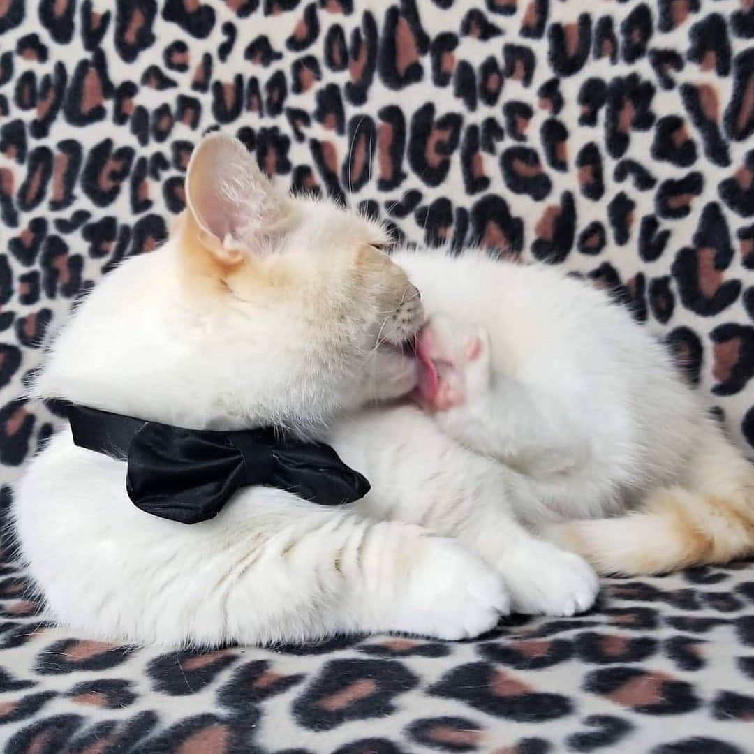 The Cats Of Instagramのインスタグラム：「#Repost • @otisandjr I’m feline fancy and WILD today! 😸❤🐆😻 Happy #BowTieTuesday Furrends! ❤ #JTCatsby ❤ #COIBowTie」