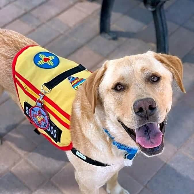 World of Labradors!のインスタグラム：「Rex was rescued from a shelter and is now a registered service dog for his human. This beautiful Lab developed a condition where his eyelashes grow into his eyes. His human is disabled and is having trouble paying for Rex's sight-saving surgery. Please read their story and consider donating at the link in bio.   @waggleforpets is an amazing organization that carefully evaluates each campaign and administers the funds directly to the vet. Any funds raised in excess of the goal get put towards other pets needing help on the site.」