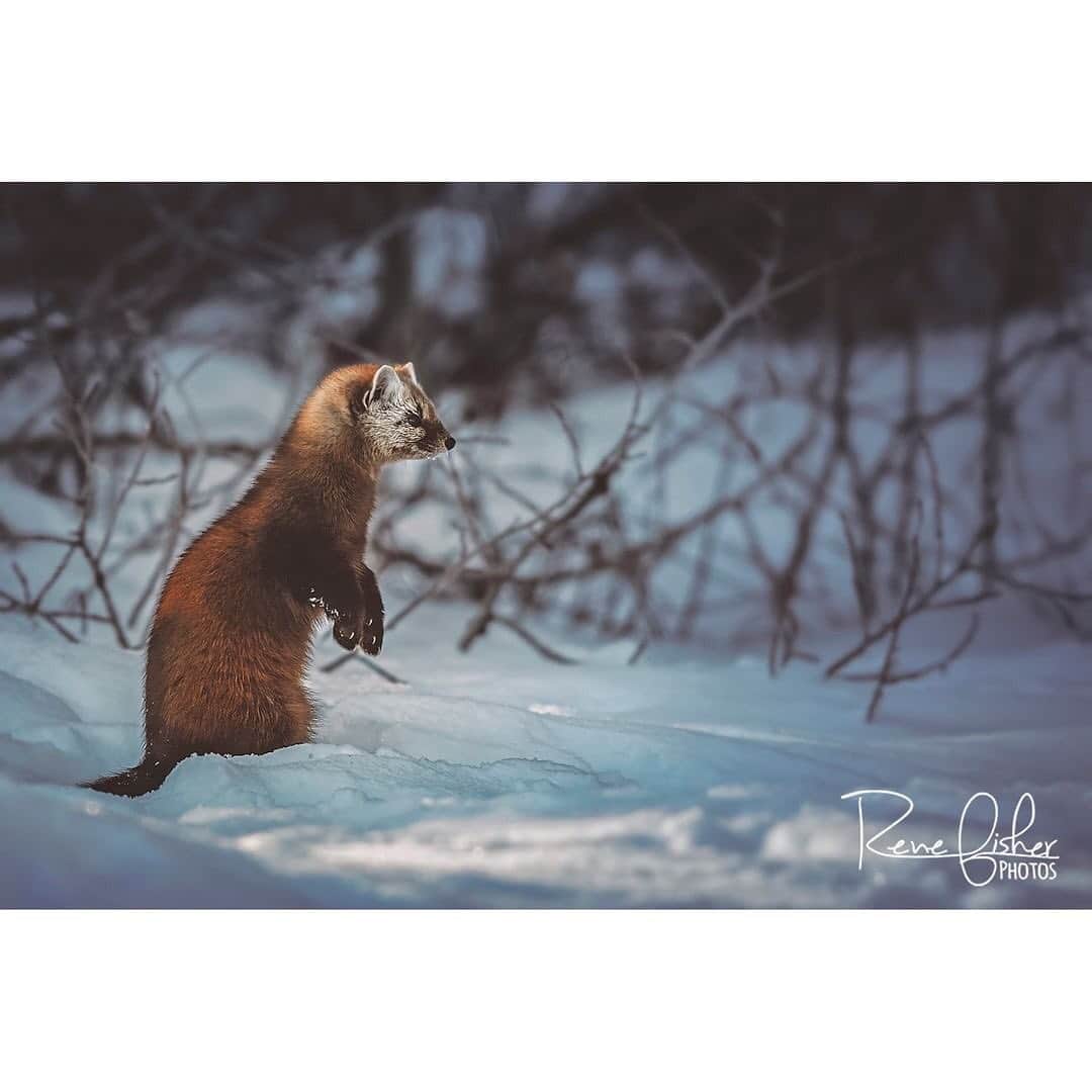 Ricoh Imagingのインスタグラム：「Posted @withregram • @renefisher_photography Love these little pine martens. :) ⁠ .⁠ .⁠ .⁠ #Pentax #Pentaxian #ricohimaging #K3II #canadaphotographer #colorphotography #agameoftones #awesome_shots #wildlife_perfection #wildlife_seekers	 #AnimalElite #exclusive_wildlife #splendid_animals	 #animal_sultans #World_BestAnimal  #ir_animals	#shots_of_animals #marvelouz_animals  #marten #pinemarten」