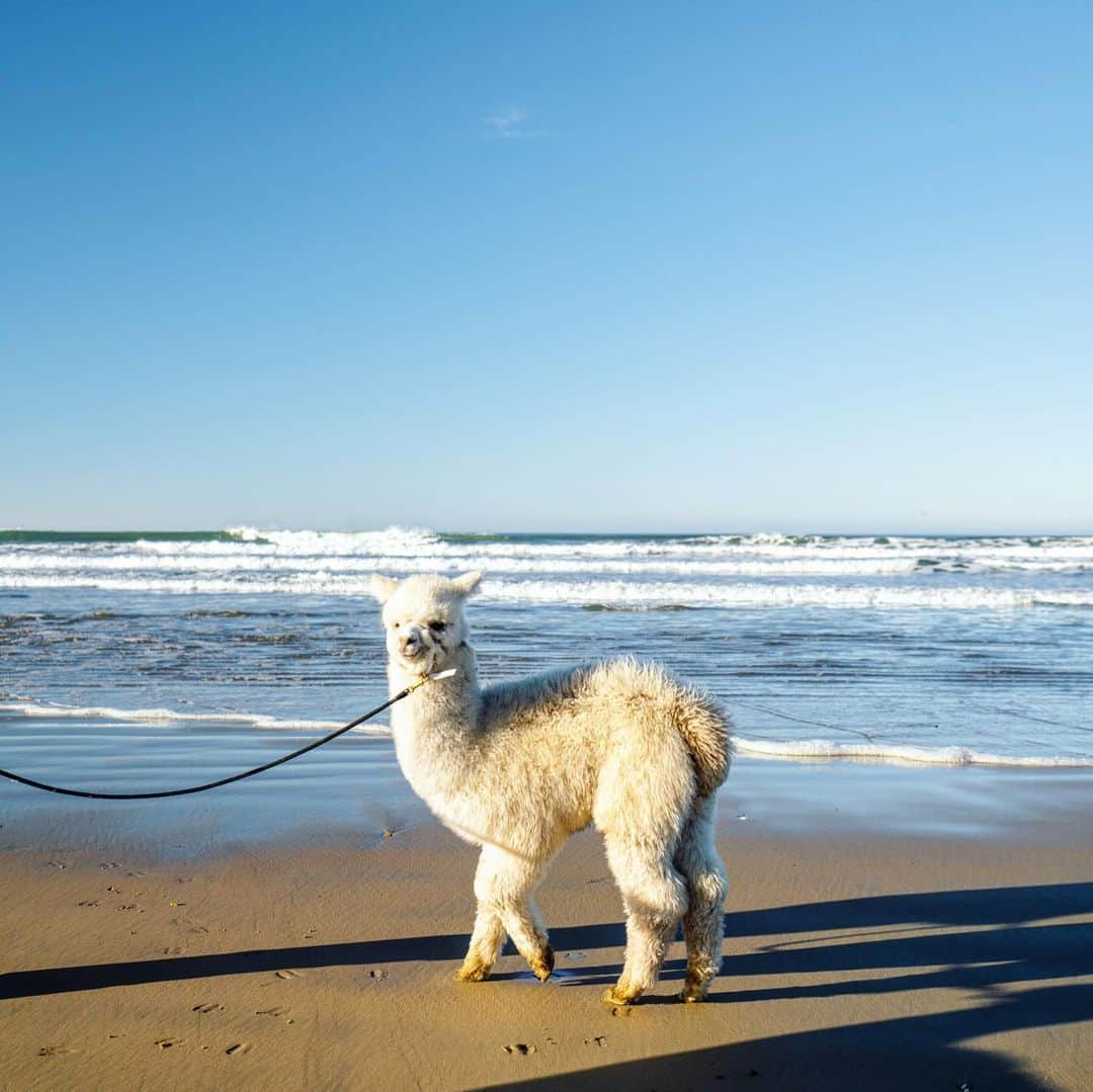 クリス・バーカードさんのインスタグラム写真 - (クリス・バーカードInstagram)「How’s the wink!! It has always been a bit of a dream to take my Alpacas to see the beach. They live a great life on the ranch but there is nothing quite like showing them a new environment, especially for such a curious and inquisitive animal. It's always been amazing to me how much Alpacas love to travel & since they sit you can transport them really easily & safely. I loaded up our two 6 month olds Loa and Falkor for their first real road trip in my new Nissan Rogue. They were thoroughly enthralled with the view and most of all the beach. Watching them prance around in the water was not only a highlight for me but all the other peeps that passed us by. Pretty amazing how animals like this can bring so much joy to anyone they cross paths with. A few months ago I sold my van and opted for something a bit more exciting. Digging this new partnership with @NissanUSA #NissanRogue2021」2月3日 6時18分 - chrisburkard