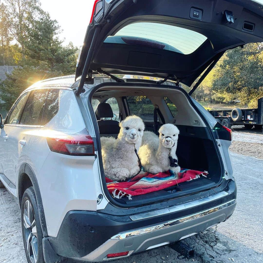 クリス・バーカードさんのインスタグラム写真 - (クリス・バーカードInstagram)「How’s the wink!! It has always been a bit of a dream to take my Alpacas to see the beach. They live a great life on the ranch but there is nothing quite like showing them a new environment, especially for such a curious and inquisitive animal. It's always been amazing to me how much Alpacas love to travel & since they sit you can transport them really easily & safely. I loaded up our two 6 month olds Loa and Falkor for their first real road trip in my new Nissan Rogue. They were thoroughly enthralled with the view and most of all the beach. Watching them prance around in the water was not only a highlight for me but all the other peeps that passed us by. Pretty amazing how animals like this can bring so much joy to anyone they cross paths with. A few months ago I sold my van and opted for something a bit more exciting. Digging this new partnership with @NissanUSA #NissanRogue2021」2月3日 6時18分 - chrisburkard