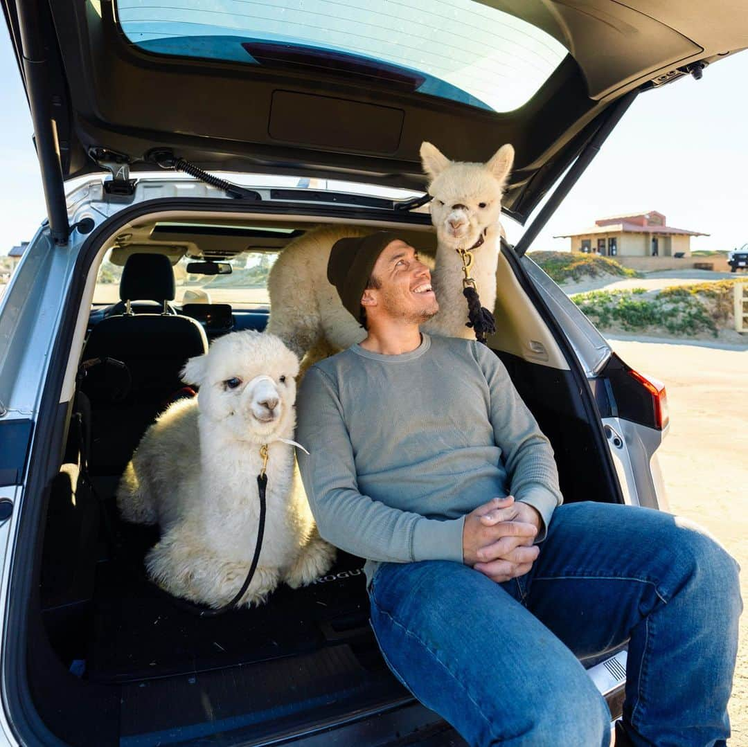 クリス・バーカードさんのインスタグラム写真 - (クリス・バーカードInstagram)「How’s the wink!! It has always been a bit of a dream to take my Alpacas to see the beach. They live a great life on the ranch but there is nothing quite like showing them a new environment, especially for such a curious and inquisitive animal. It's always been amazing to me how much Alpacas love to travel & since they sit you can transport them really easily & safely. I loaded up our two 6 month olds Loa and Falkor for their first real road trip in my new Nissan Rogue. They were thoroughly enthralled with the view and most of all the beach. Watching them prance around in the water was not only a highlight for me but all the other peeps that passed us by. Pretty amazing how animals like this can bring so much joy to anyone they cross paths with. A few months ago I sold my van and opted for something a bit more exciting. Digging this new partnership with @NissanUSA #NissanRogue2021」2月3日 6時18分 - chrisburkard