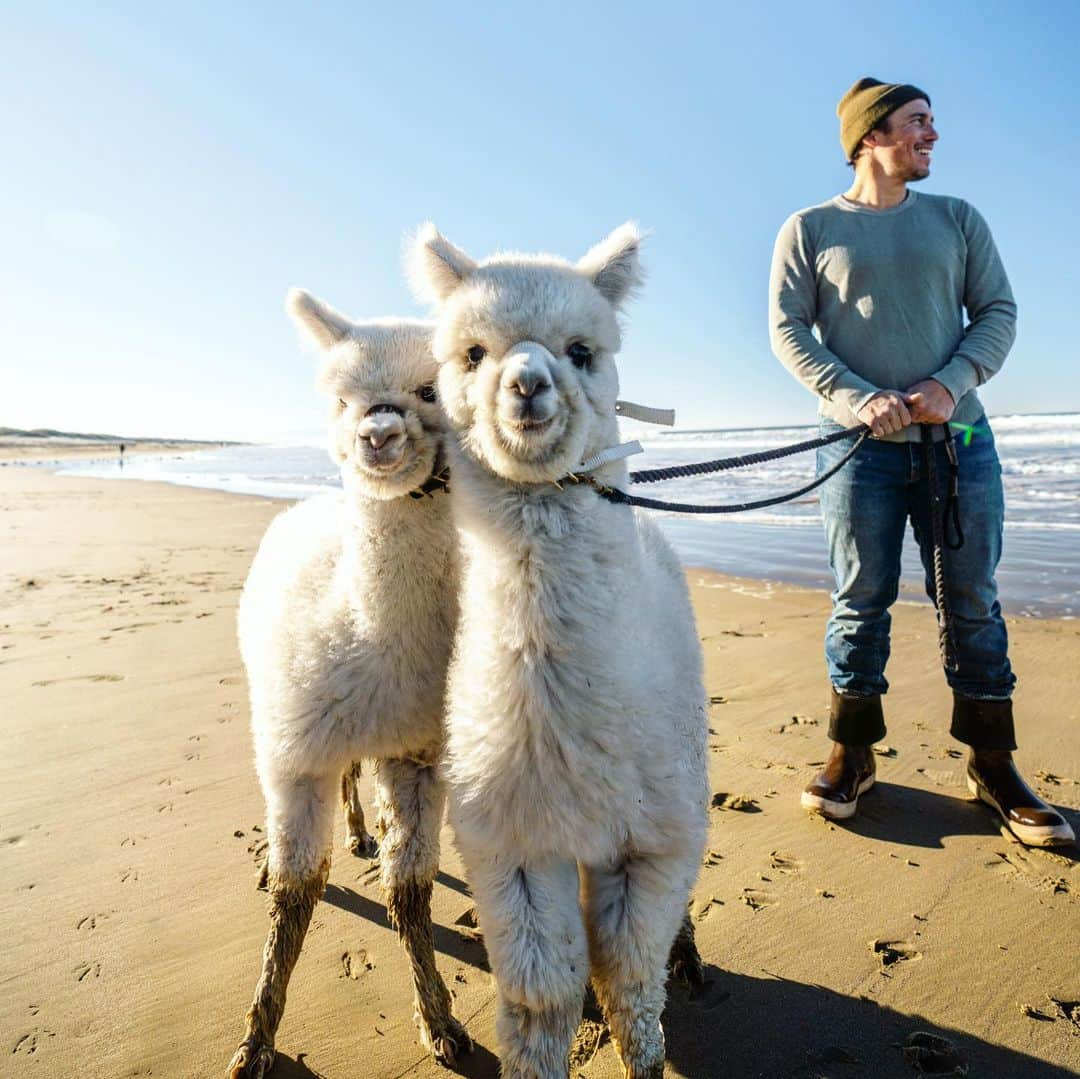 クリス・バーカードさんのインスタグラム写真 - (クリス・バーカードInstagram)「How’s the wink!! It has always been a bit of a dream to take my Alpacas to see the beach. They live a great life on the ranch but there is nothing quite like showing them a new environment, especially for such a curious and inquisitive animal. It's always been amazing to me how much Alpacas love to travel & since they sit you can transport them really easily & safely. I loaded up our two 6 month olds Loa and Falkor for their first real road trip in my new Nissan Rogue. They were thoroughly enthralled with the view and most of all the beach. Watching them prance around in the water was not only a highlight for me but all the other peeps that passed us by. Pretty amazing how animals like this can bring so much joy to anyone they cross paths with. A few months ago I sold my van and opted for something a bit more exciting. Digging this new partnership with @NissanUSA #NissanRogue2021」2月3日 6時18分 - chrisburkard