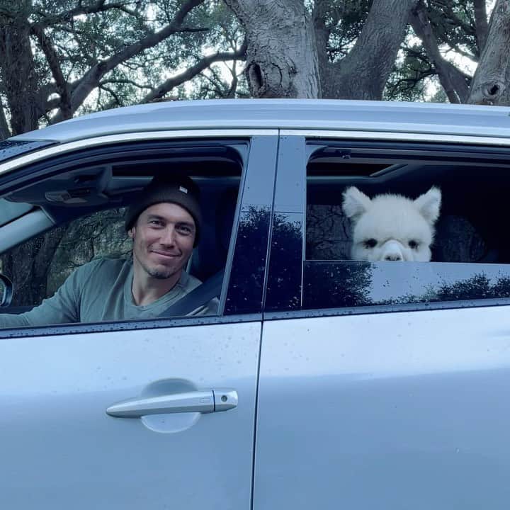 クリス・バーカードのインスタグラム：「How’s the wink!! It has always been a bit of a dream to take my Alpacas to see the beach. They live a great life on the ranch but there is nothing quite like showing them a new environment, especially for such a curious and inquisitive animal. It's always been amazing to me how much Alpacas love to travel & since they sit you can transport them really easily & safely. I loaded up our two 6 month olds Loa and Falkor for their first real road trip in my new Nissan Rogue. They were thoroughly enthralled with the view and most of all the beach. Watching them prance around in the water was not only a highlight for me but all the other peeps that passed us by. Pretty amazing how animals like this can bring so much joy to anyone they cross paths with. A few months ago I sold my van and opted for something a bit more exciting. Digging this new partnership with @NissanUSA #NissanRogue2021」