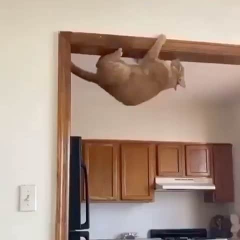 のインスタグラム：「The spy cat 🐈‍⬛   If you like it pls support with ❤️  Credit: @vanessawahesh  For crediting issues, pls DM.  Note: we don’t own this video/picture, all rights go to their respective owners. If owner is not provided, tagged (meaning we couldn’t find who is the owner), pls DM and owner will be tagged shortly after.    #kitty #cats #kitten #kittens #kedi #katze #ネコ #貓 #고양이 #Кот #котэ #котик #кошка #cats #catofinstagram #catlover #catsagram #catlovers #cat_features #catlady」