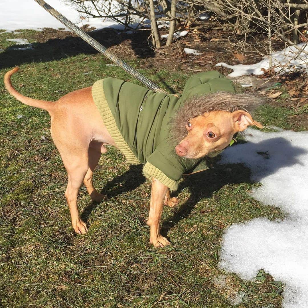 Tuna {breed:chiweenie} さんのインスタグラム写真 - (Tuna {breed:chiweenie} Instagram)「Dang it. 6 more weeks of winter.  Good thing we live in the south. #punxsuTUNEYphil #groundhogday」2月3日 6時42分 - tunameltsmyheart