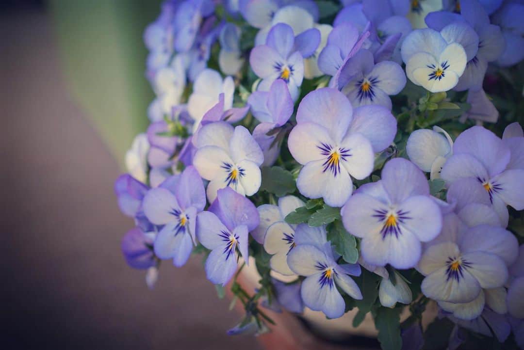 みかんさんのインスタグラム写真 - (みかんInstagram)「. Good morning〜☀️ . 水曜日。 今日も良い一日を〜💕 . #ビオラ #ベランダガーデニング  #flowerstagram  #flowerlovers  #flower  #mikanmamahana」2月3日 7時13分 - aja.ri