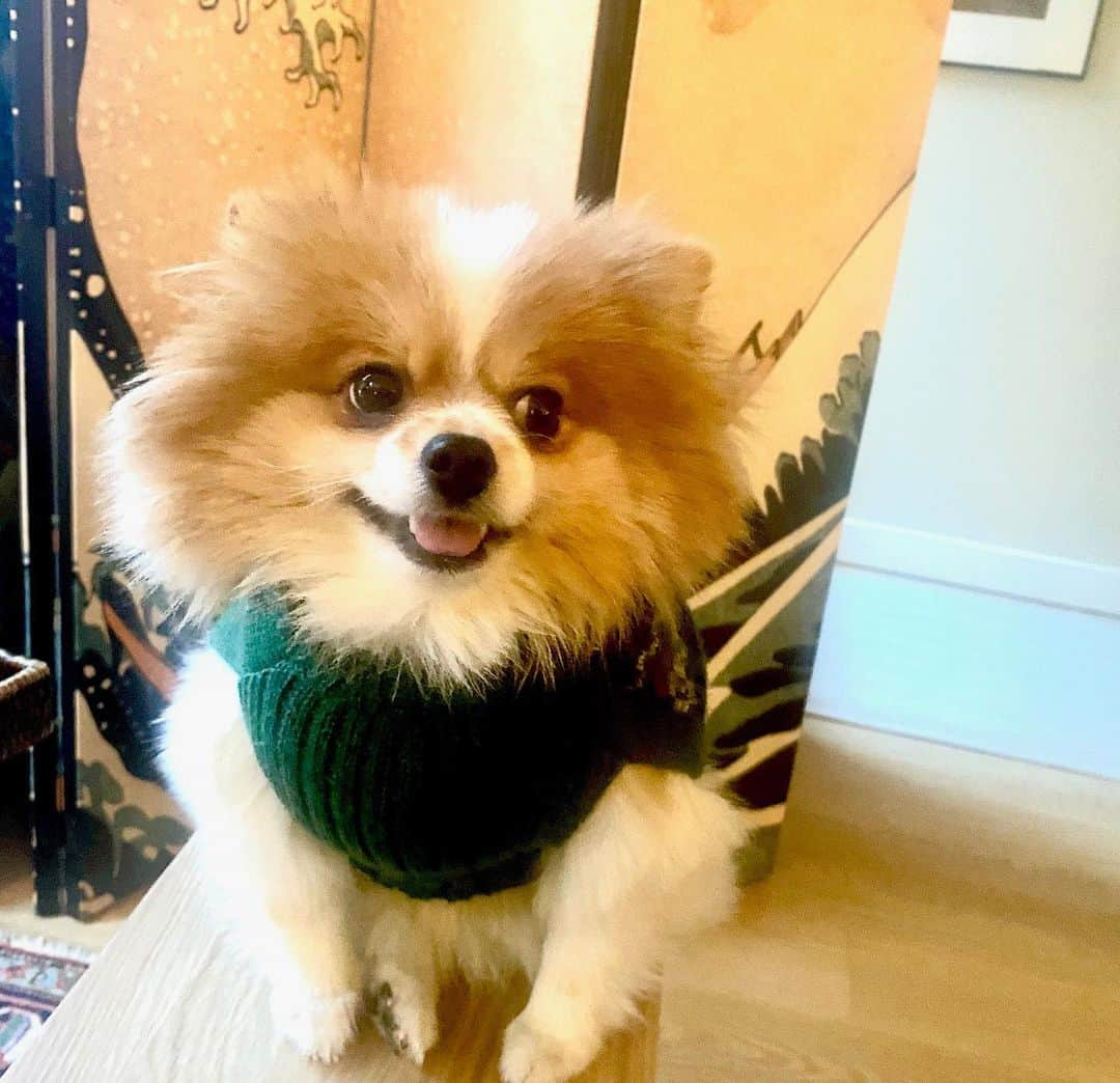 コートニー・ラブさんのインスタグラム写真 - (コートニー・ラブInstagram)「Have become that lady who dresses the woofs in little alpaca sweaters ( @mr_and_mrs_small ) @dutchyandnala #Bell 🙉🙈🙊」2月3日 7時23分 - courtneylove