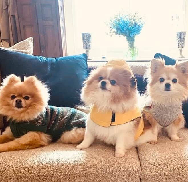 コートニー・ラブのインスタグラム：「Have become that lady who dresses the woofs in little alpaca sweaters ( @mr_and_mrs_small ) @dutchyandnala #Bell 🙉🙈🙊」