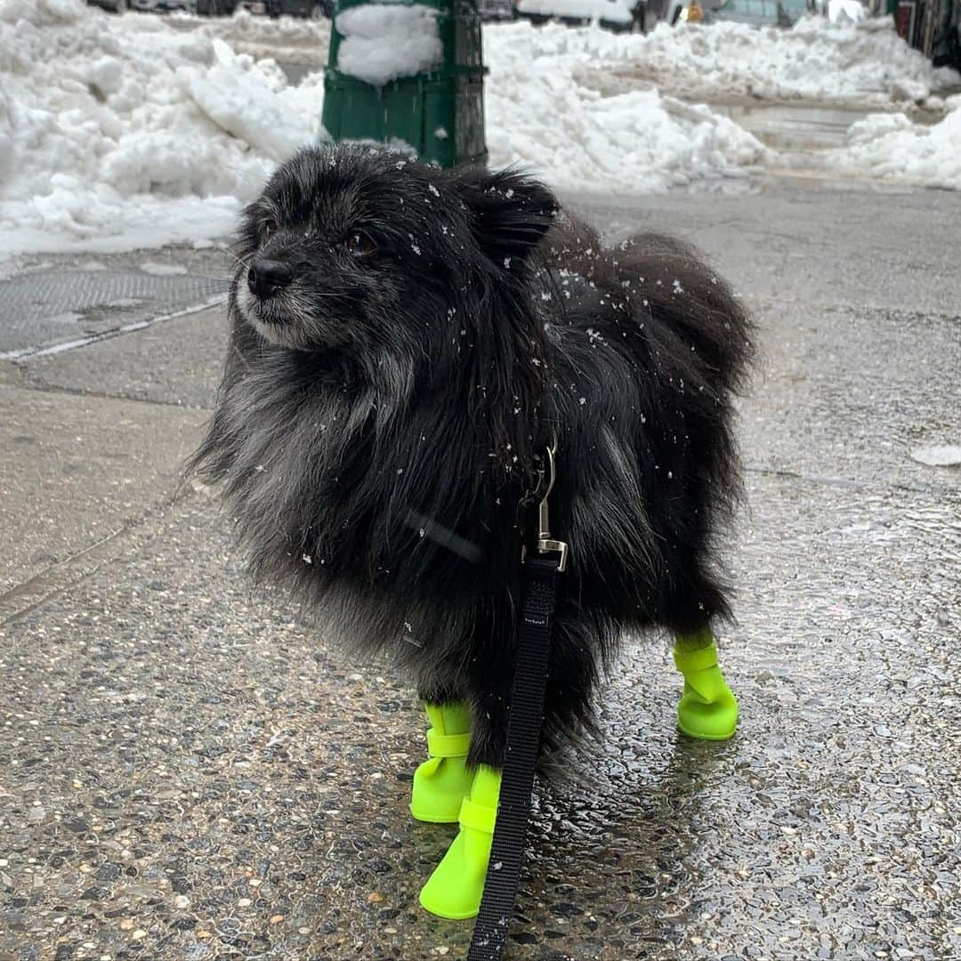 ベラミー・ヤングさんのインスタグラム写真 - (ベラミー・ヤングInstagram)「...And just sharing a personal update from this brave beast. 😄 #Razor #NYC #SnowBoots (c'mon- you knew it had to happen🤣🐶❤️)」2月3日 7時23分 - bellamyyoung