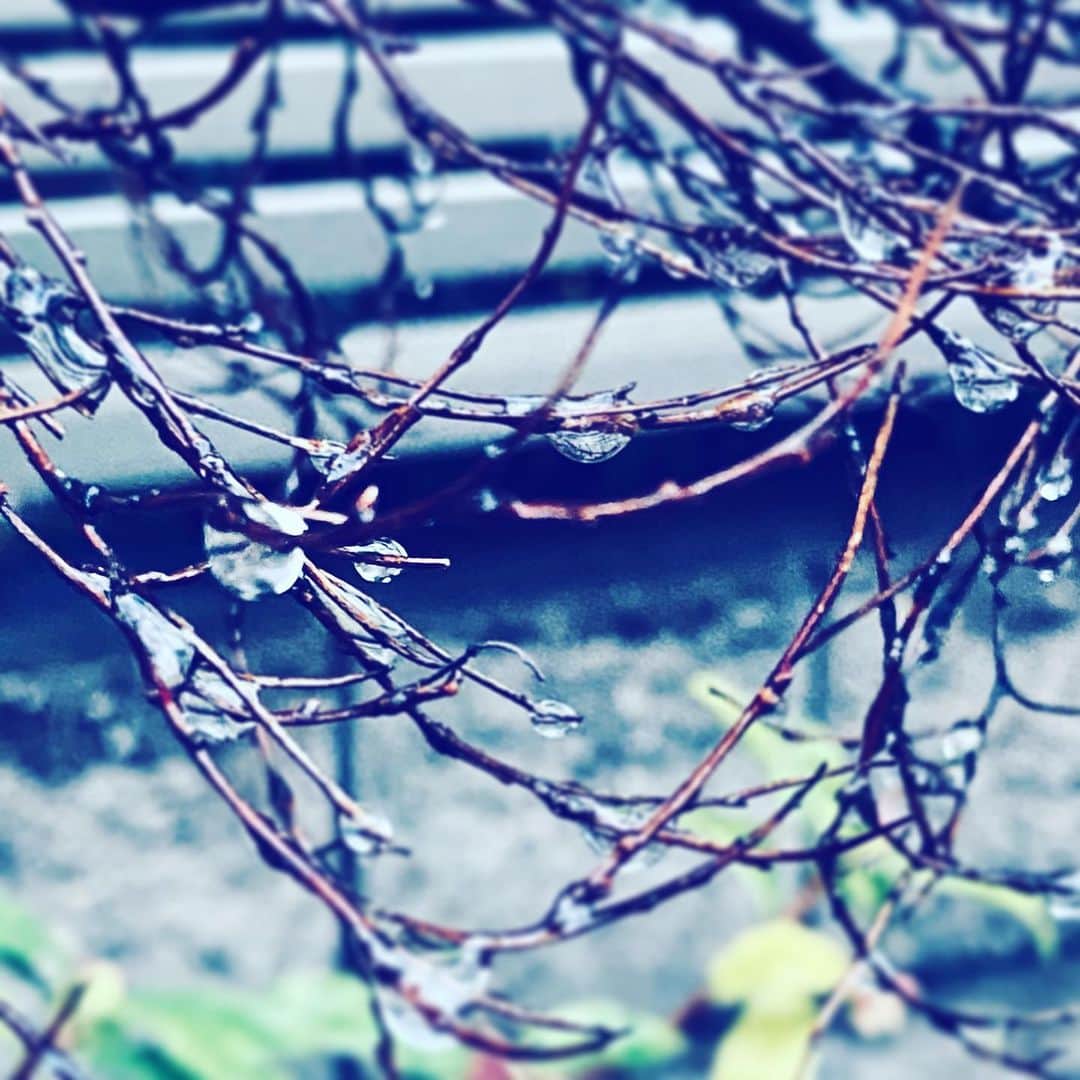 中野敬久さんのインスタグラム写真 - (中野敬久Instagram)「#raindrops #tree #winter #cold #staysafe」2月3日 8時00分 - hirohisanakano