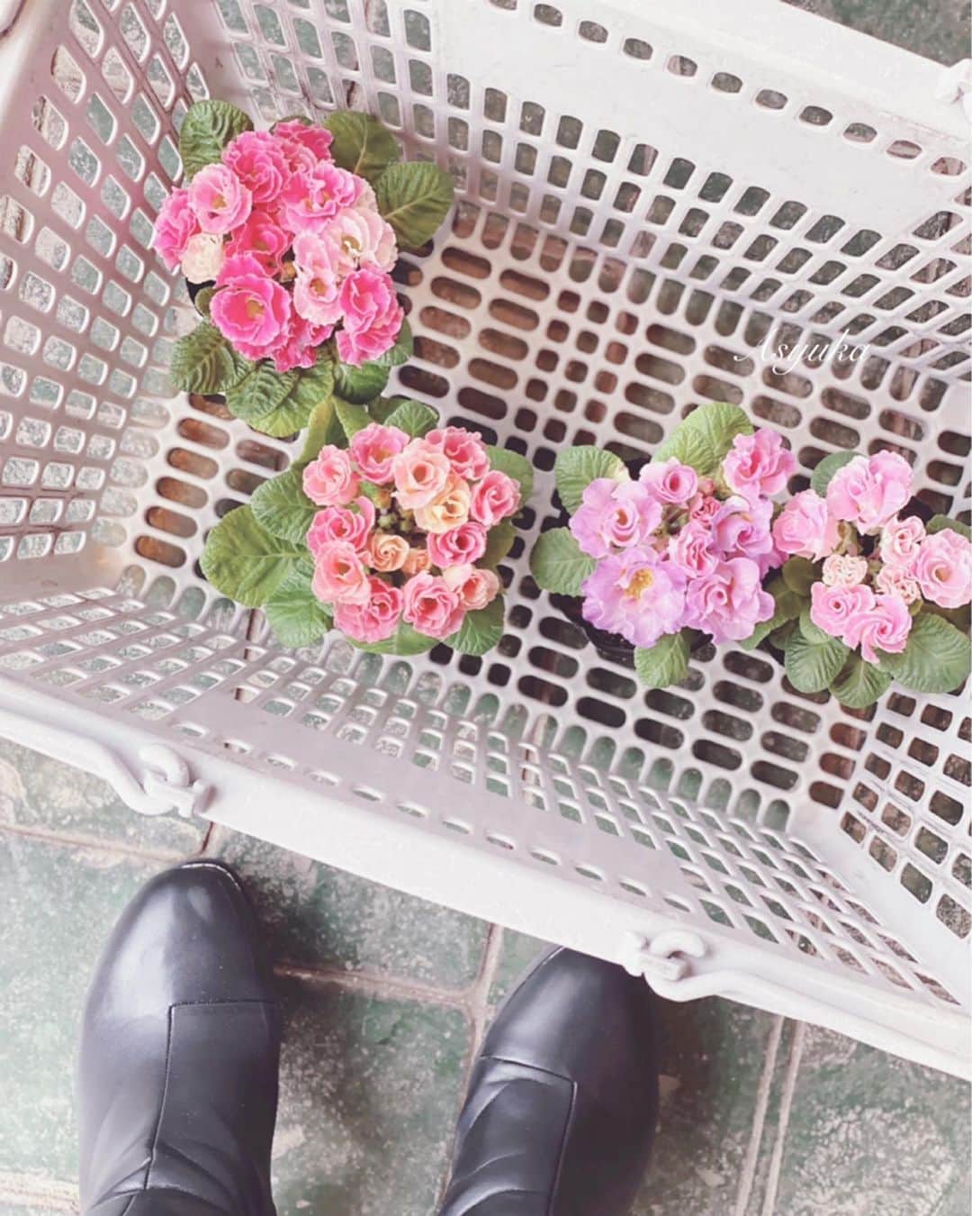 のインスタグラム：「ローズ咲き♡  出先でお花屋さんがあると入ってしまいます。  すぐ枯らしてしまうので極力切り花しか買わないようにしているのですが、ローズ咲きの可愛い鉢植えを見つけたので4つだけ♪  昔から鉢物やグリーン系も好きでよく買いますが、いろんな種類を枯らしてしまいもう一度咲かす事がありません。そして枯らしたモノを実家に持って行くと何故かふさふさと倍になり蕾をつけ育ちます。 不思議…お手入れしてるつもりなんですけどね。 . . . #鉢植え#花屋#ガーデニング」