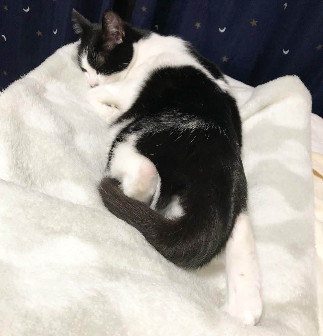 ぽんずのインスタグラム：「不思議な寝相ですね…  #ねこ#猫#cat#猫好き#親バカ#はちわれ#ハチワレ#はちわれ猫#ハチワレ猫#白黒猫部#にゃんすたぐらむ#ilovecat#猫大好き#うちの猫自慢#白黒猫 #我が家のぽんずくん #ちゅーちゅー妖怪」