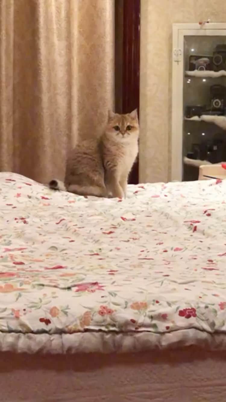 The Cats Of Instagramのインスタグラム：「#Repost • @tootie_bunface She’s a meooOOwwwniacc~ 🎤😂🎵」