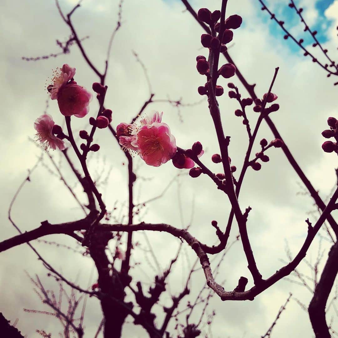 大和田獏さんのインスタグラム写真 - (大和田獏Instagram)「小さい春みーつけた❣️#ばくさんぽ」2月3日 8時30分 - bakuowada